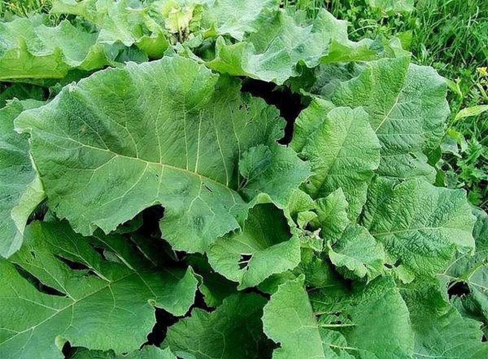 Dulavratotu yaprakları - varisli damarların tedavisi için bir halk ilacı